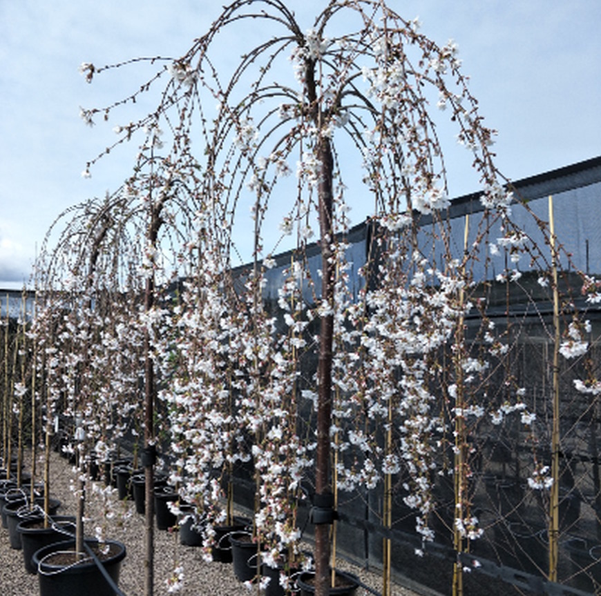 Prunus ‘Snofozam’